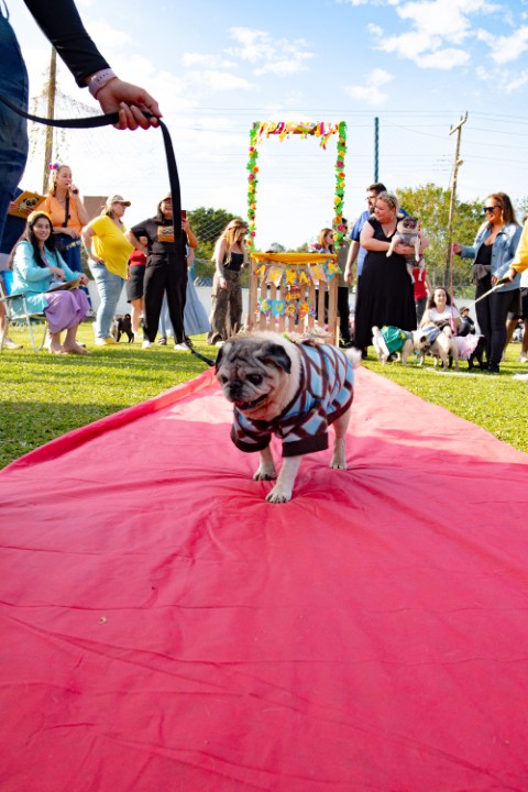 Foto do Pugnic 2026